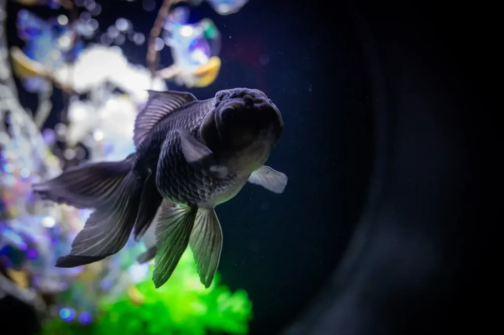 goldfish